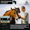 PURICA Recovery Extra Strength Extra Fort - Premium Equine Supplement, 1kg Bag - Supports Horse Health and Performance, with MSM and Glucosamine - Image 3